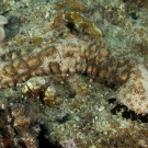 Blackspotted Sea Cucumber (Bohadschia graeffei) sweeps the reef with its black oral tentacles searching for food.