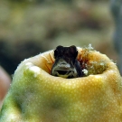 Blenny peeking out from inside its tube home in a coral.