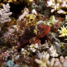 Blotchfin Scorpionfish (Scorpaenodes varipinnis)