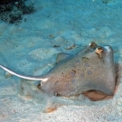 Blue-spotted Stingray (Dasyatis kuhlii).