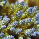 Close-up of blue-tipped Acropora colony.