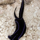 Blue Velvet Headshield Slug (Chelidonura varians).