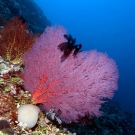 Brightly colored sea fans growing perpendicular to the usual flow of current to facilitate filter feeding.