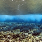 School of Bumphead Parrotfish (Bolbometopon muricatum) under the breaking surf on the reef crest.