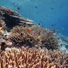 Bushy thickets of Acropora corals in the shallows.