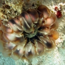 Button Coral (Cynarina lacrymalis)