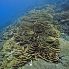 Cascading plates of Leptoseris coral.