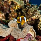 Clark\'s Anemonefish (Amphiprion clarkii) with its host Sticky Anemone (Stichodactyla sp.).