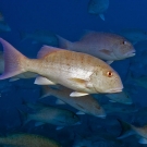 Close-up of Chinamanfish (Symphorus nematophorus).