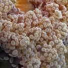 Close-up of the tentacles of a Euphyllia coral.