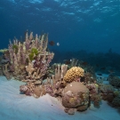 Cluster of corals in the shallows including upright pillars of Isopora.