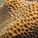 Coeloseris mayori coral.