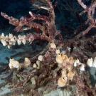 Small colonial tunicates (Atriolum robustum) covering the branches of a dead branching acroporid coral.