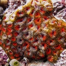 Colorful Acanthastrea coral showing interesting fluorescent patterns.