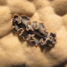 Colorful flatworm (Pseudobiceros sp.) crawling over Porites coralhead.