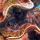 Colorful mantle of giant clam (Tridacna sp.)