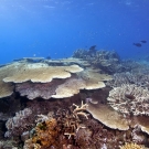 Top of coral bommie in the lagoon covered with branching and table Acorpora corals.