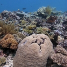 Coral scene featuring a large Euphyllia coral head.