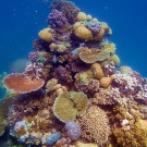 Coral spire.
