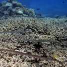 Cornetfish (Fistularia commersonii)