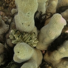 Crinoids nestling in Pavona coral.