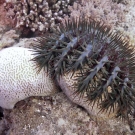 Crown of Thorns Seastar eating Platygyra coral.