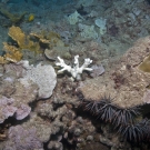 Crown-of-thorns Seastar hiding under coral with evidence of recent feeding on the white coral skeleton