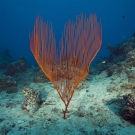 Lyre-shaped Ctenocella octocoral.