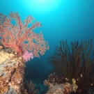 Deepwater seafan and dark green Tubastrea micrantha coral.