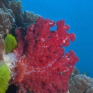 Dendronephthya soft coral (