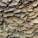 Large plating colony of Porites rus detail.