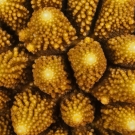 Digitate Acropora monticulosa close-up showing individual polyps forming geometric designs.