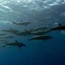 The other boat came upon this dolphin pod during their research.