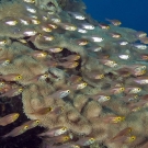 Cardinalfish on Great Barrier Reef