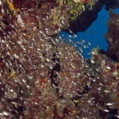 Cardinalfish on the Great Barrier Reef