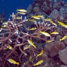 Yellowfin Goatfish and and Bluestripe Snappers swim within Acropora coral.