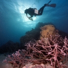 Diver (Anderson Mayfield) swims over Staghorn (Acropora) coral.