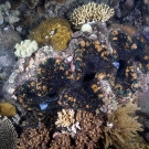 Enormous giant clam (Tridacna sp.) approximately 1 meter across and possibly up to 100 years old.