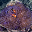 False Clown Anemonefish (Amphiprion ocellaris) in their host Magnificent Sea Anemone (Heteractis magnifica).