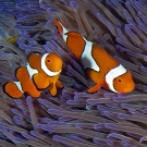 Close-up of False Clown Anemonefish (Amphiprion ocellaris).