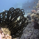 Feather Star or Crinoid (Comantheris sp.) perches on a small coral where it extends it many arms to feed on plankton.