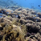 Field of bottlebrush type Acropora corals.