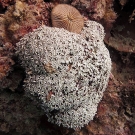 Flowery polyps of the alcyoniarian soft coral Tubipora musica.