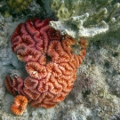 Fluorescent bright red Lobophyllia.