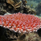 Bright fluorescent red Acropora millepora coral.