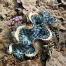 Fluted Giant Clam (Tridacna squamosa) nestled among corals.