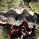 Fluted Giant Clam (Tridacna squamosa)