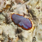 Fuchsia Flatworm (Pseudoceros ferrugineus).