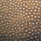 Geometric pattern of Favia coral polyps.