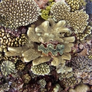 Giant clam framed by a dense cover of live corals.